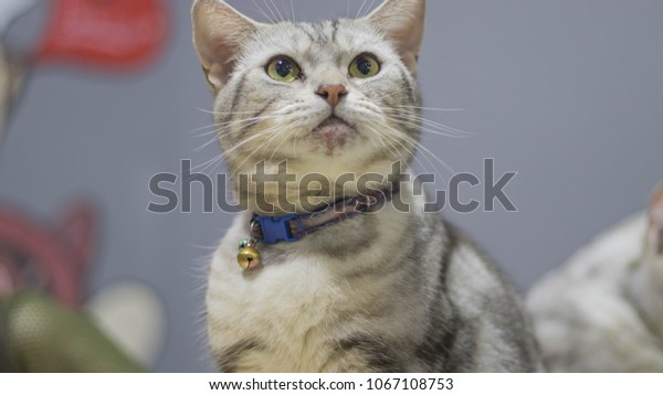 On Selective Soft Focus Black Grey Royalty Free Stock Image