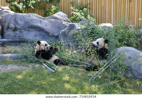 Panpan Images Stock Photos Vectors Shutterstock