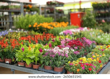 On shelf there are rows of various ornamental plants for decorating apartment, office, country house, flower beds, patio. Wholesale hypermarket of potted plants, hobby gardening products