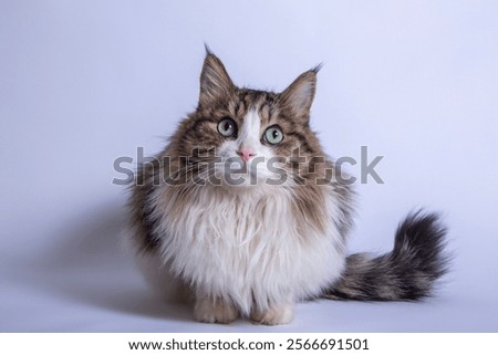 On a solid color background, a cat squats with a curious expression.