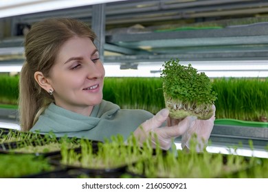 On special jute mat for growing microgreens, lettuce and arugula seeds quickly germinate. Against background containers with pea seedlings, employee green farm admires harvest healthy - Shutterstock ID 2160500921