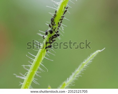 on a stalk of a poppy sit many small black flies