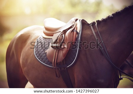 On a strong Bay horse, whose mane is tied in pigtails, a saddle is worn on the back to perform at equestrian competitions in the summer Sunny time.