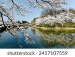 On a sunny day, beautiful cherry blossom trees blooming by the moat canal in Takada Castle Park, which is famous for Sakura viewing activity (Hanami) in spring in Joetsu City, Niigata, Hokuriku, Japan