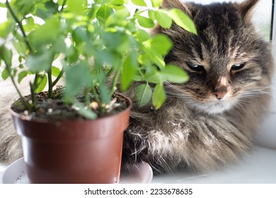 on a sunny day, the cat rests on the windowsill near the rose plant, green-eyed fluffy cat
 - Shutterstock ID 2233678635