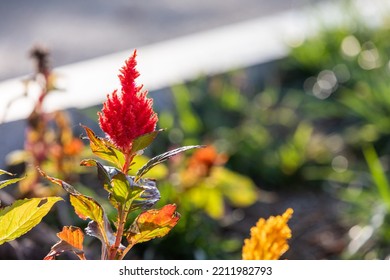 On A Sunny Day, An Unknown Red Flower Found On The Side Of The Road,