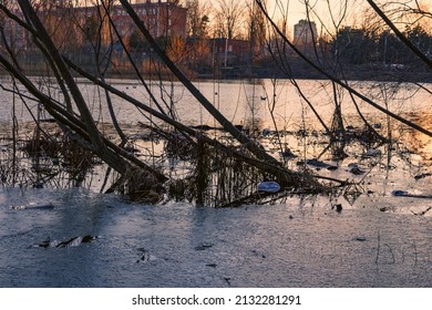 On A Sunny Morning, A Large Leafless Tree Bent Over A City Pond Covered With Ice. Urban Landscape.