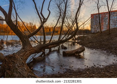 On A Sunny Morning, A Large Leafless Tree Bent Over The City Pond. Urban Landscape.