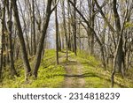 On a sunny Spring Day, the Ice Age Trail climbs a hill and winds through a forest of bare trees near Whitewater, WI.