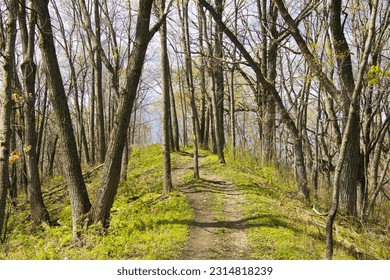 On a sunny Spring Day, the Ice Age Trail climbs a hill and winds through a forest of bare trees near Whitewater, WI.