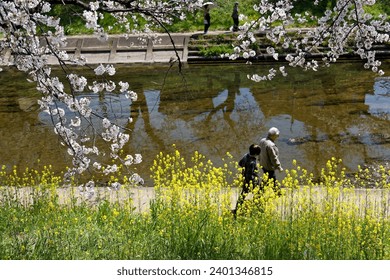 On a sunny spring day, people enjoy Hanami while walking along Shinsakai river bank, where Sakura (cherry blossom) trees and rapeseed flowers are in full bloom, in Kakamigahara 各務原市, Gifu, Japan