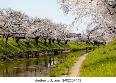 On a sunny spring day, people enjoy Hanami (flower viewing) under Sakura Namiki (cherry blossom trees) while walking on the riverside trail along Shinsakai river bank, in Kakamigahara各務原, Gifu, Japan