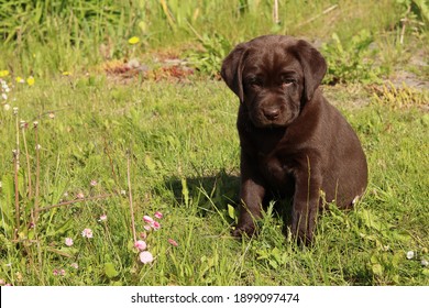 Bebe Labrador Photos Et Images De Stock Shutterstock