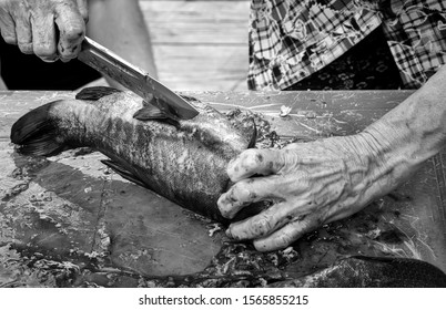 On The Table, An Elderly Woman With A Kitchen Knife Cleans And Eviscerates Fish Caught In The River. Presented In Close-up, Black And White Image