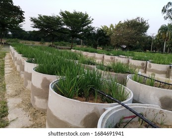 Cultivation​ rice​ in​ the tank​ for saving​ wat​er. Rice's​ plant​ on the​ tank. Agriculture. Farming system.​ Rice​ experimental.​ Research​ing