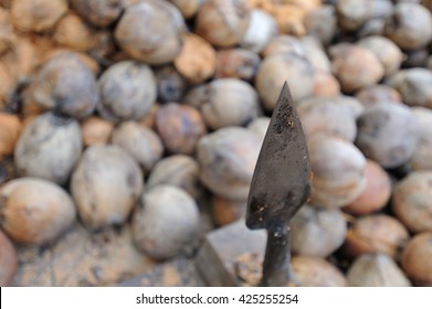 On A Thai Coconut Farm: Tip Of The Spear As An Implement Of Labor. By That Kind Of Spearhead Coconuts Will Be Peeled