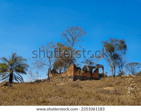 On top of a mountain, in the interior of Minas Gerais, Brazil, coconut trees and green trees grow under a beautiful, cloudless blue sky, amid dry grass, inside a ruined brick house.