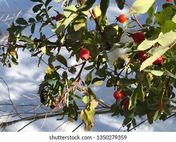 Berry’s on a tree 