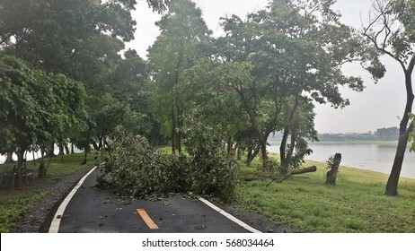 On A Tree Fallen Across The Road