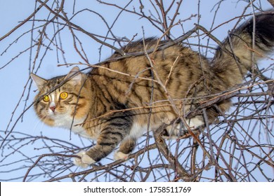 1,505 Scared cat on tree Images, Stock Photos & Vectors | Shutterstock