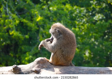 On the trunk of a tree sits a macaque in the park