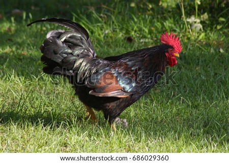 Similar – Image, Stock Photo Young cock on meadow