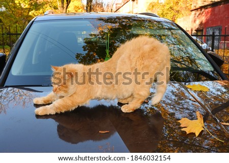 On the warm hood of the car sits unhappy homeless ginger cat. One ear is torn off, hair is tangled. The stretch oneself. Sunny autumn day.