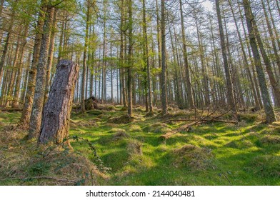 On The Way To Keeper Hill , County Tipperary , Ireland.