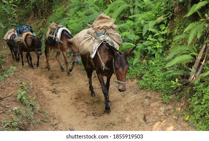 On The Way To The Lost City, Colombia