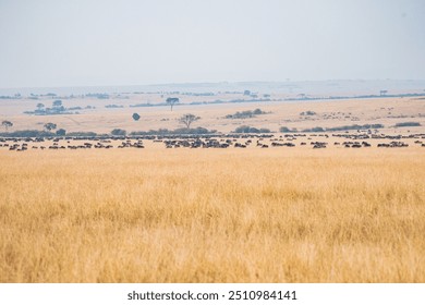 On the way to a safari in the African grasslands.Passing by a large herd of wildebeests and zebras. - Powered by Shutterstock