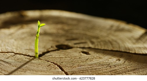 On A Wet Stump There Is A New Sprout With Life, A Magical Atmosphere, In The Background Of The Dark Earth, A Concept: Save The Planet, New Life, Ecology, Bio,love,tradition, Environment,future People.