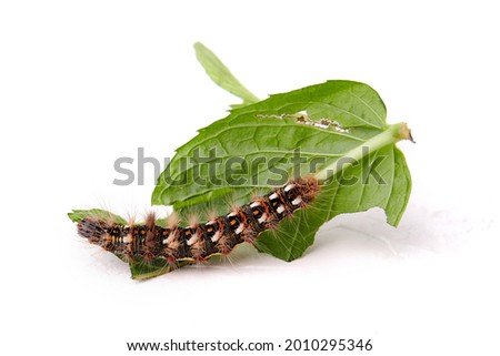 on a white background lies a leaf of green mint, which is eaten by the caterpillar of the butterfly Acronicta rumicis