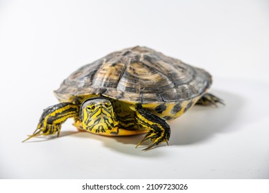 2,831 Turtle yellow ears Images, Stock Photos & Vectors | Shutterstock