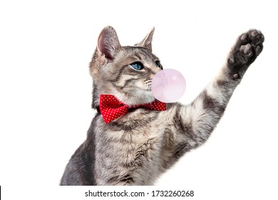 on a white isolated background, a gray cat with blue eyes and a red polka dot bow tie. the cat pulls its paw, voting, looks away, catches something.blowing bubble of pink chewing gum