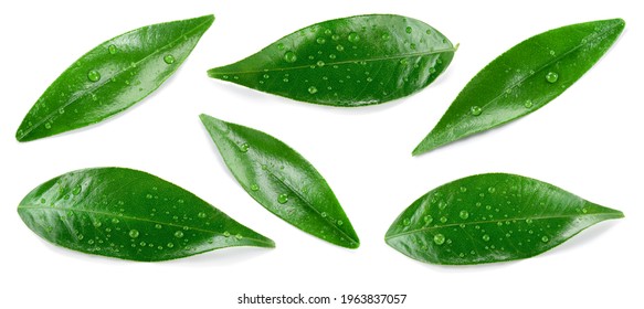 CitrusÂ leaves on white. Orange, lemon, lime, tangerine wet leaf isolated. Leaf set with drops top view. Leaves flat lay. - Shutterstock ID 1963837057