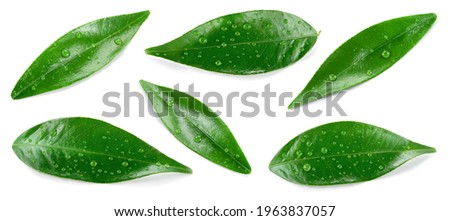 CitrusÂ leaves on white. Orange, lemon, lime, tangerine wet leaf isolated. Leaf set with drops top view. Leaves flat lay.