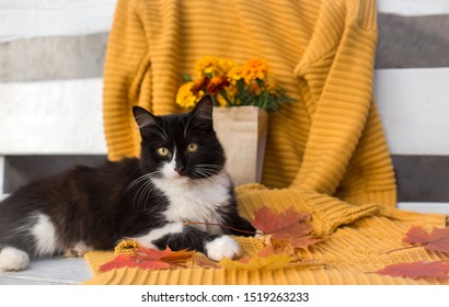 Orange Black White Cat Images Stock Photos Vectors Shutterstock