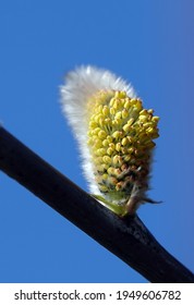On the willow tree in spring, buds bloom fluffy and fragrant