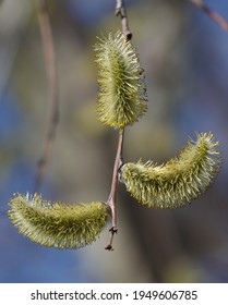 On the willow tree in spring, buds bloom fluffy and fragrant