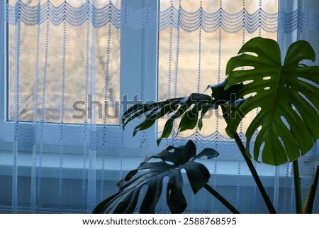 Similar – Image, Stock Photo Houseplants behind the curtain