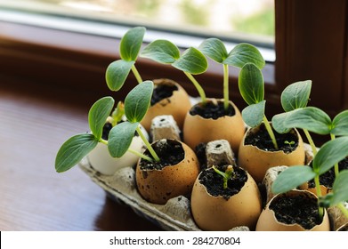 Egg Shells Garden Stock Photos Images Photography Shutterstock