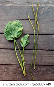 On Wooden Boards Are Ripped Off The Stems And Leaves Of Plantain. Medicinal Herb