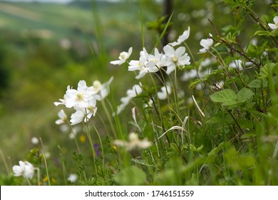 On xerothermic grasslands, anemone sylvestris L. (Anemone sylvestris L.) blooms in spring - a species of plant belonging to the glaucoma family.
