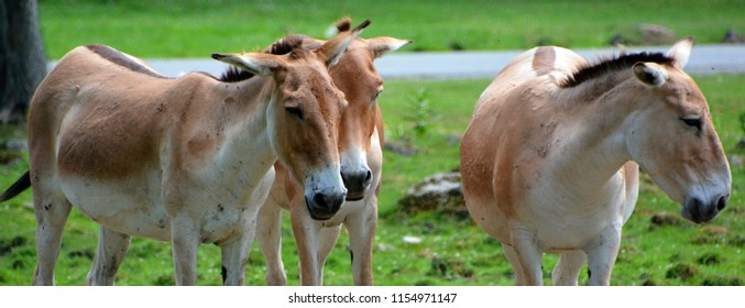 Onager Equus Hemionus Known Hemione Asiatic Stock Photo 1154971147 ...