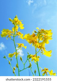 Oncidium Golden Sower with blue sky background  - Shutterstock ID 2322191555