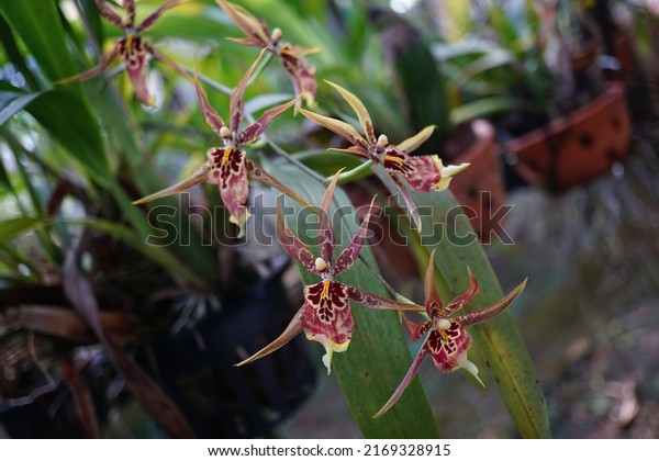 Oncidium orchid \'Sunday Best\', red and yellow\
petals, spot focus, blurred\
background.