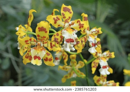 Oncidium orchids popularly known for nicknames dancing lady orchids and tiger orchids.