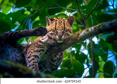 Oncilla. Wild Cat. Ecuador.