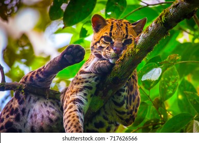 Oncilla. Wild Cat. Ecuador.