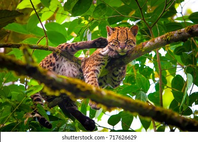 Oncilla. Wild Cat. Ecuador.